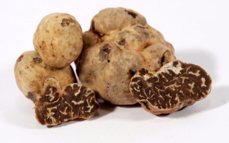 Tuber Borchii - FineFoodsCollection